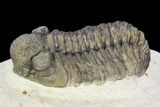 Adrisiops Weugi Trilobite - Recently Described Phacopid #120027-2